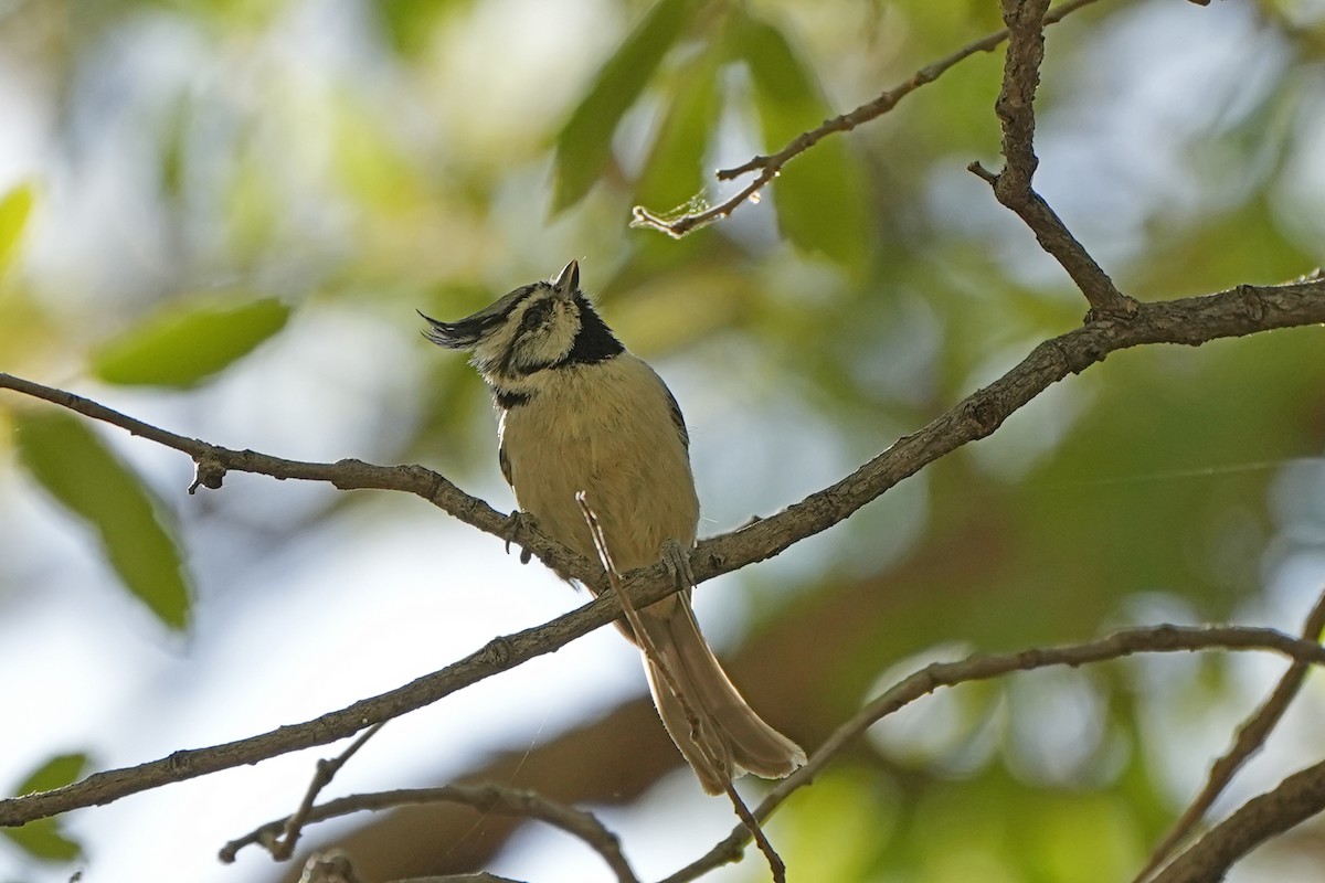 Bridled Titmouse - ML610475087