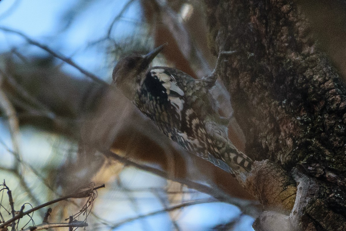 Yellow-bellied Sapsucker - ML610475092