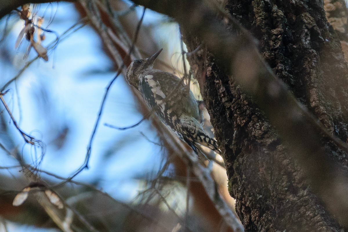 Yellow-bellied Sapsucker - ML610475093