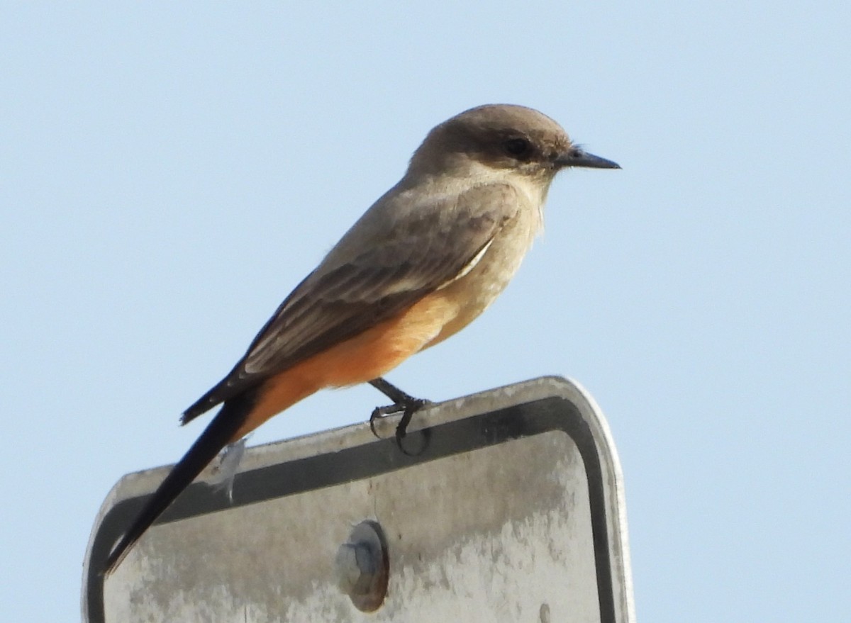 Say's Phoebe - ML610475095