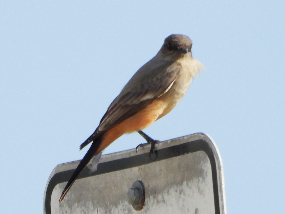 Say's Phoebe - ML610475096