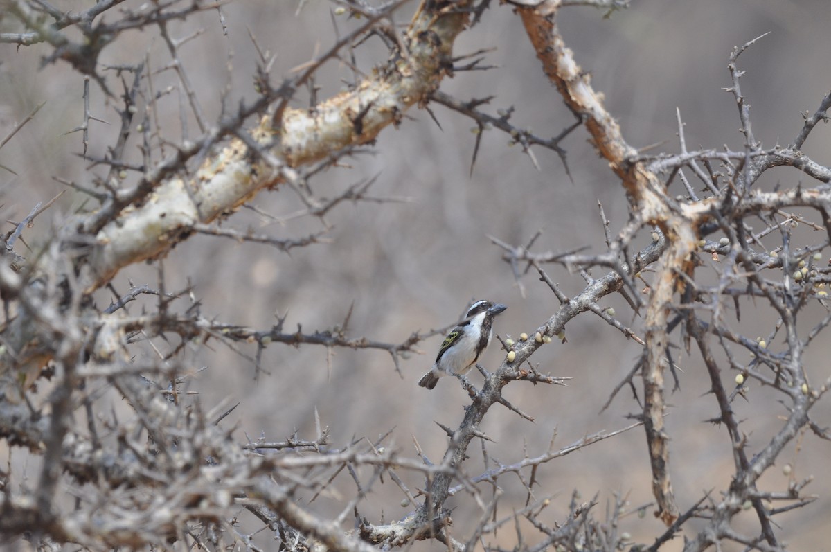 Schwarzkopf-Bartvogel - ML610475110