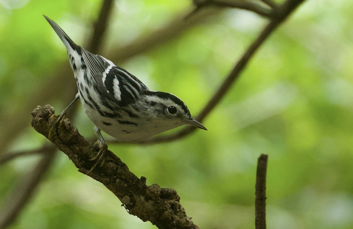 Black-and-white Warbler - ML610475167