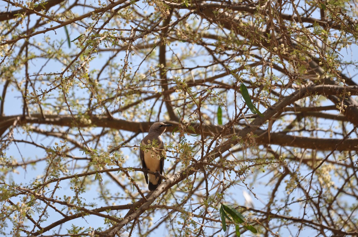 Fischer's Starling - ML610475228