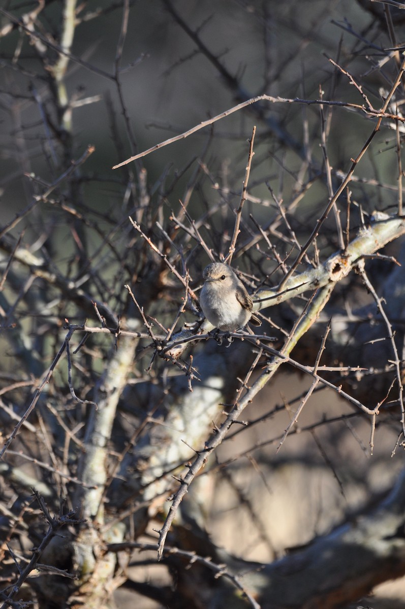 African Gray Flycatcher - ML610475262