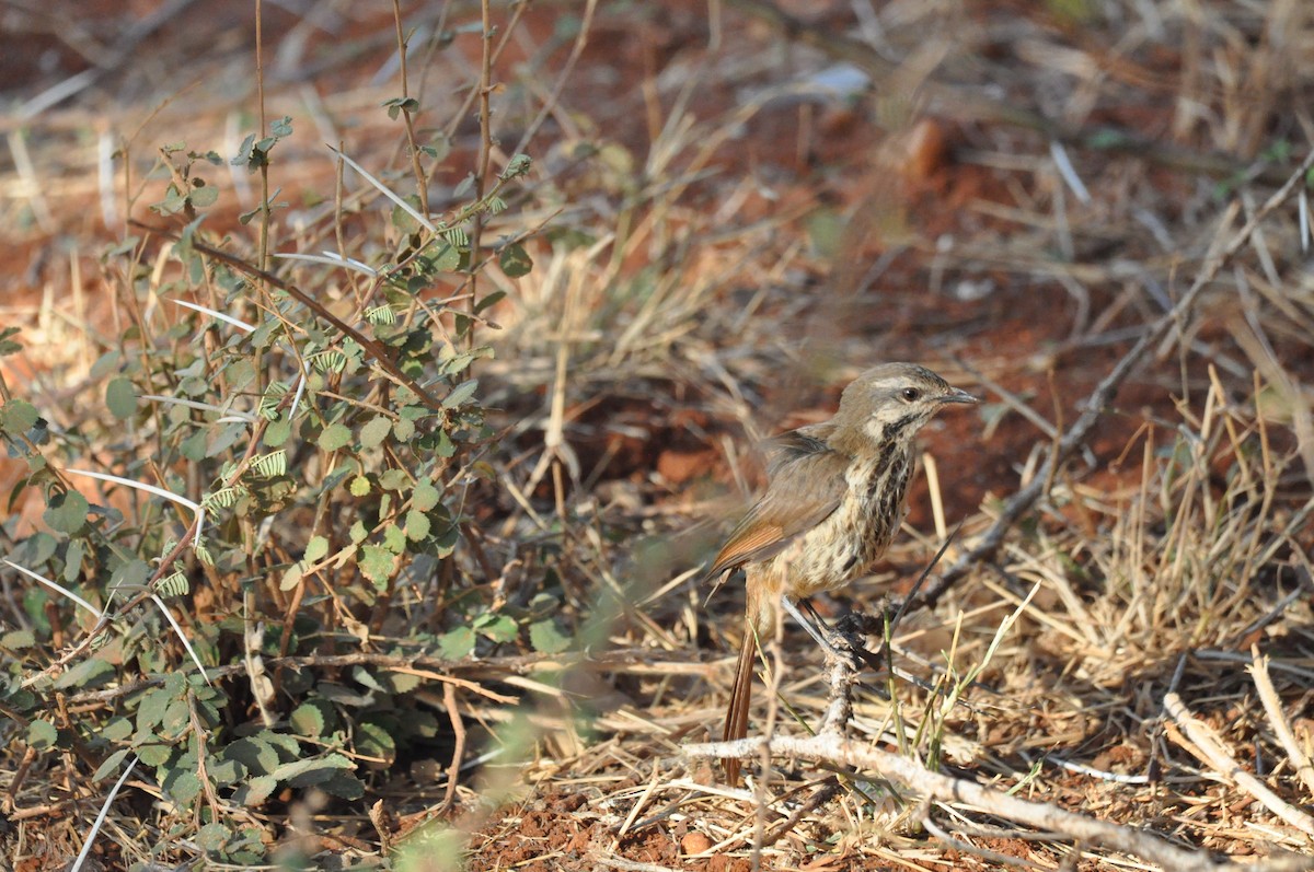 Spotted Morning-Thrush - ML610475274
