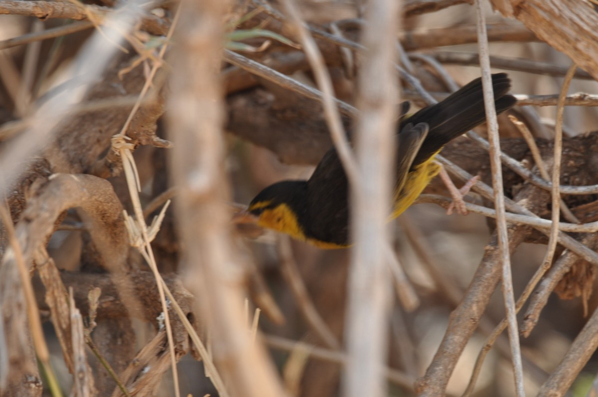 Black-necked Weaver - ML610475292