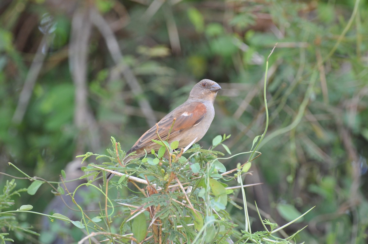 Parrot-billed Sparrow - ML610475307