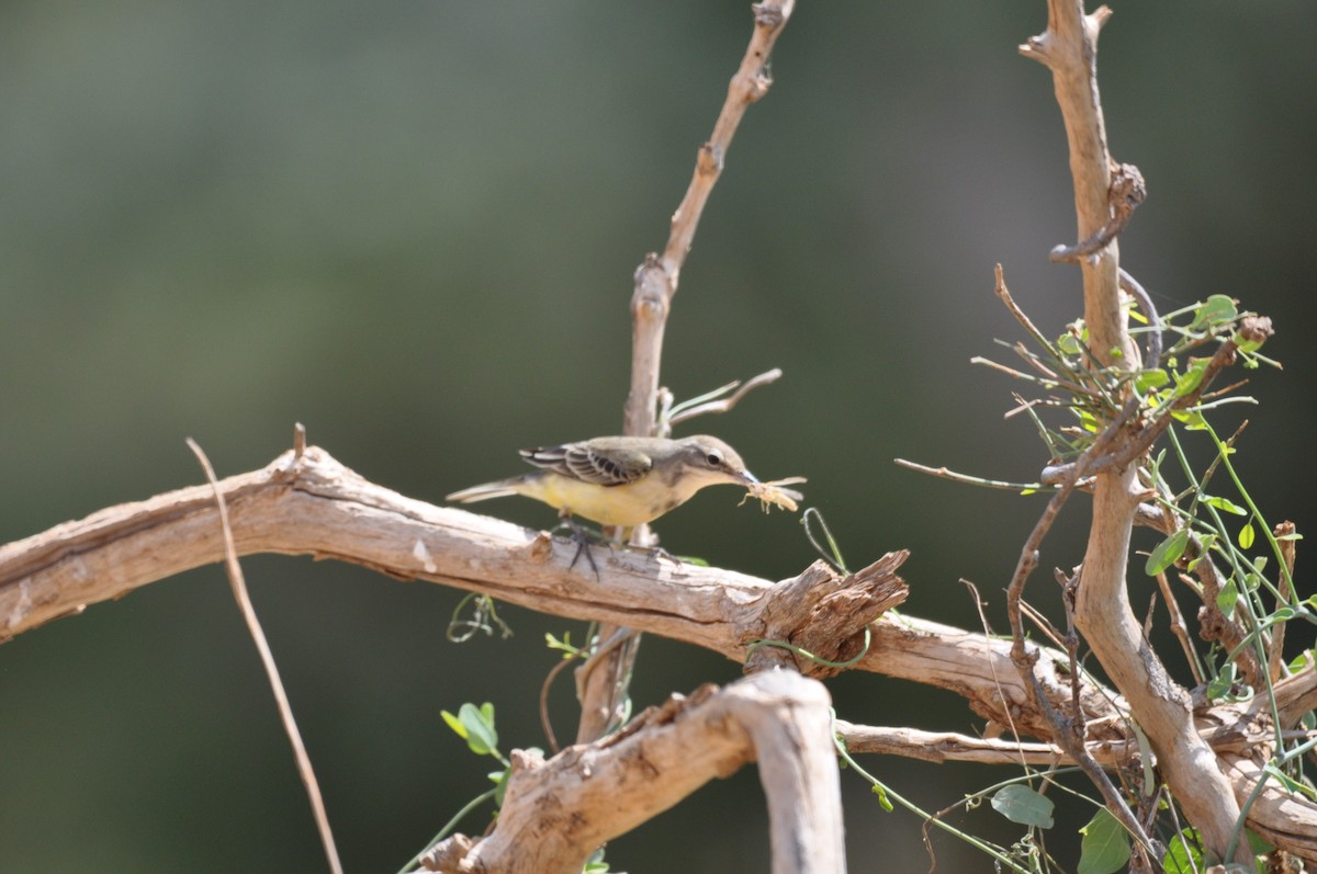 Өрнийн шар цэгцгий - ML610475318