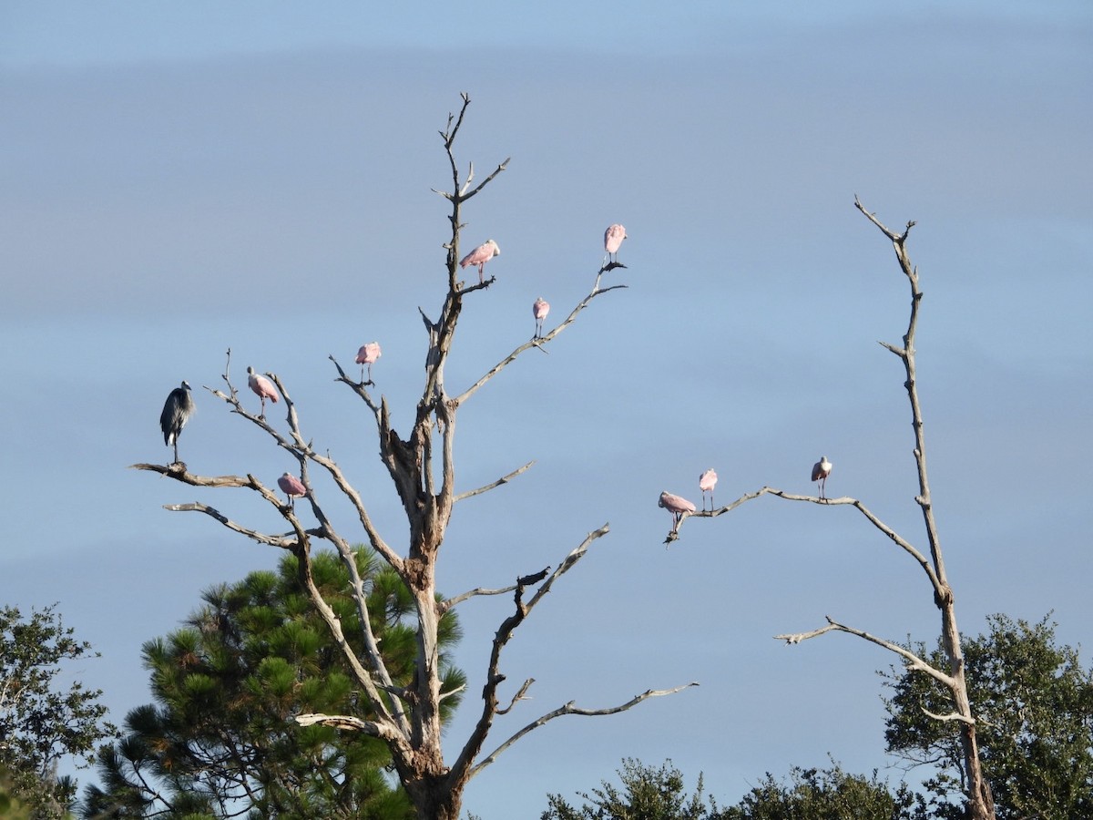 Roseate Spoonbill - ML610475319