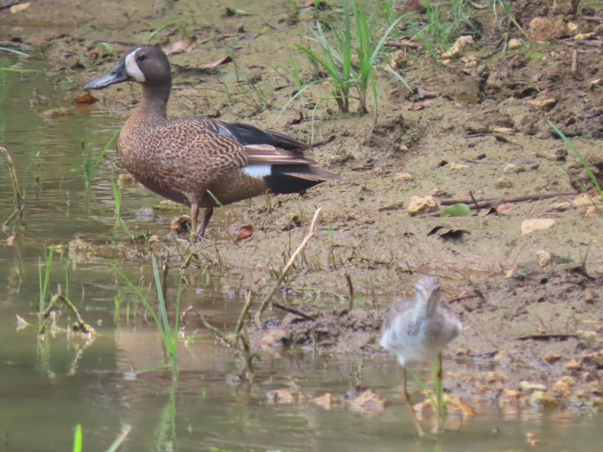 Blue-winged Teal - ML610475330