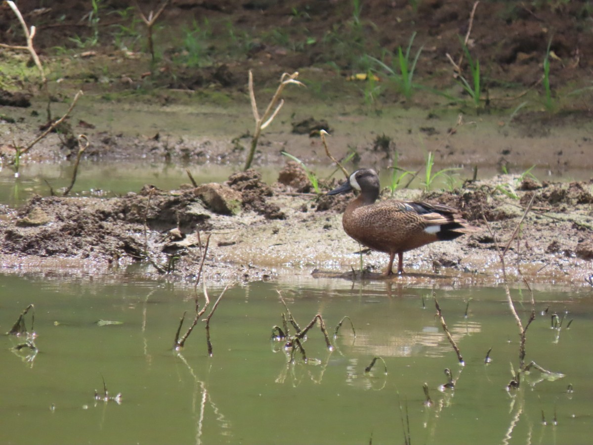 Blue-winged Teal - ML610475331