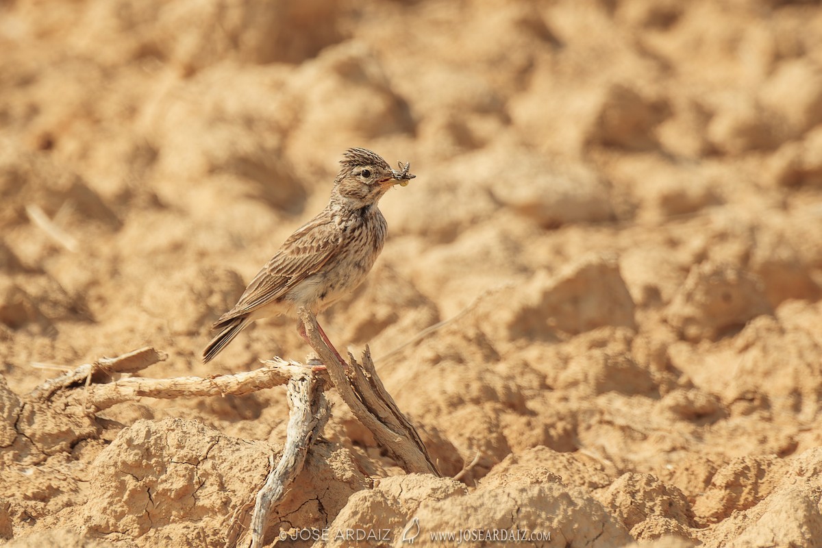 Mediterranean Short-toed Lark - ML610475350