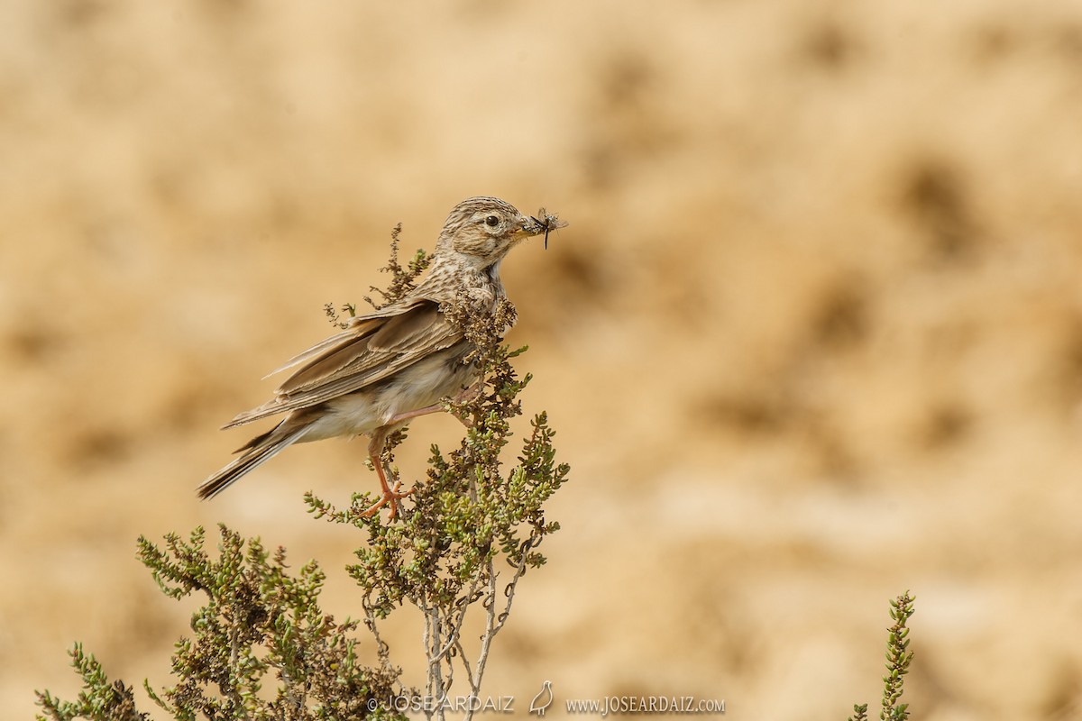 Mediterranean Short-toed Lark - ML610475351