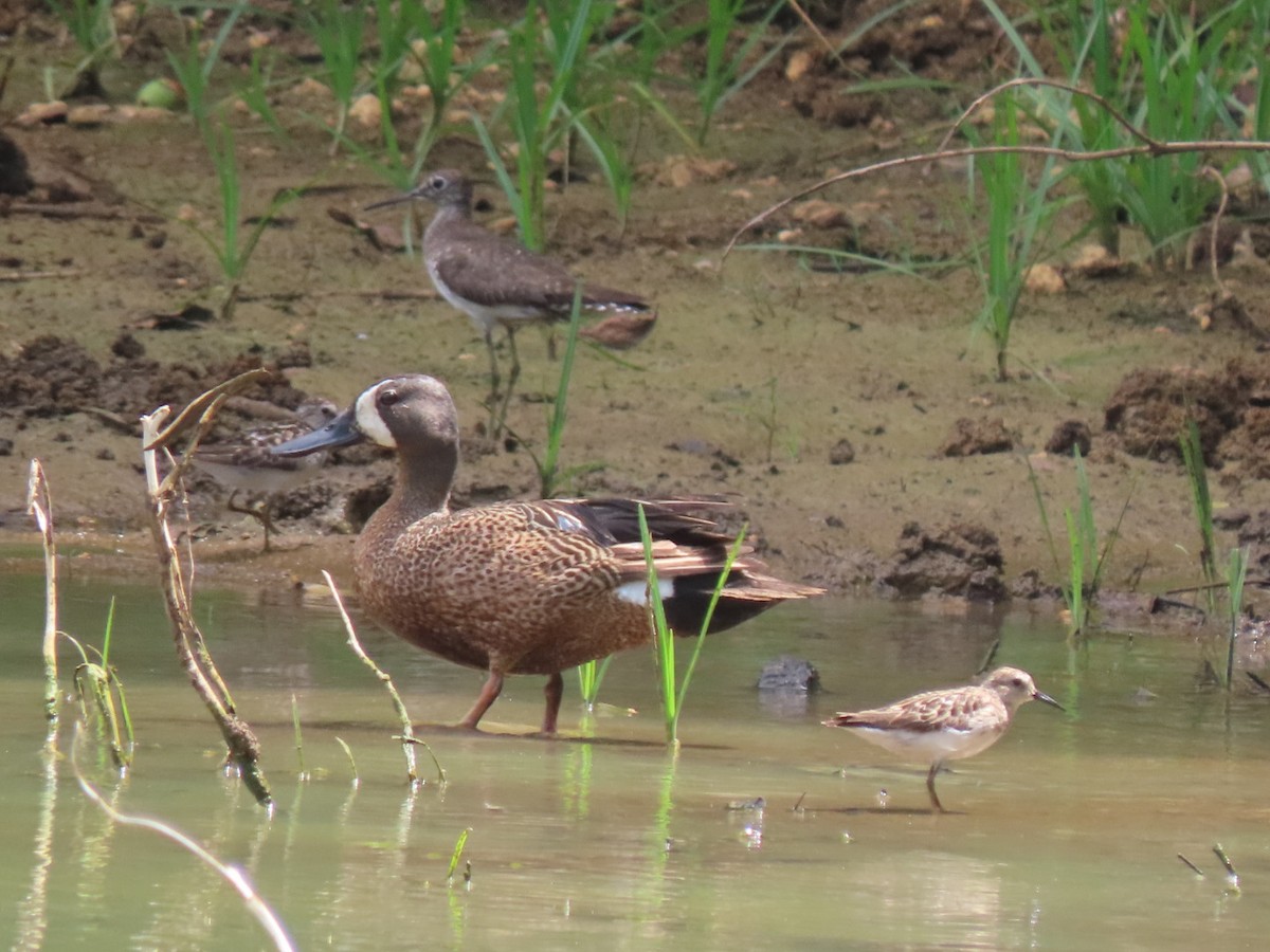 Solitary Sandpiper - ML610475373