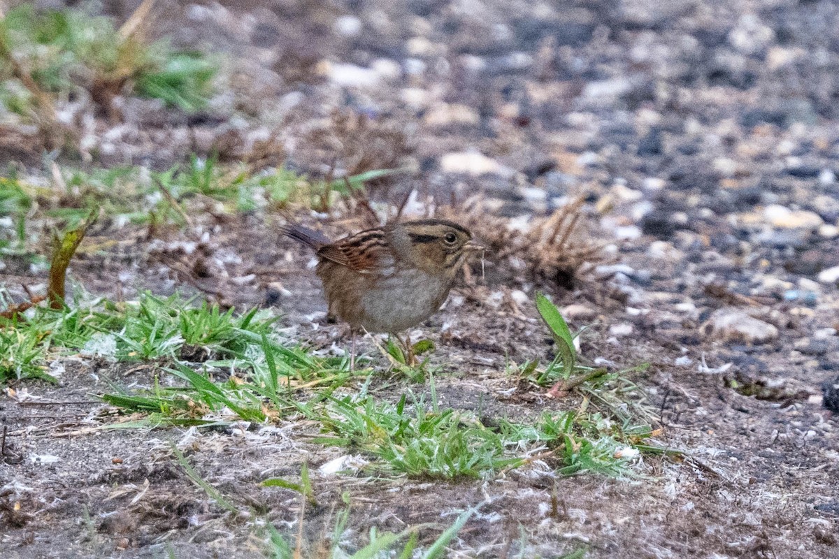 Swamp Sparrow - ML610475471