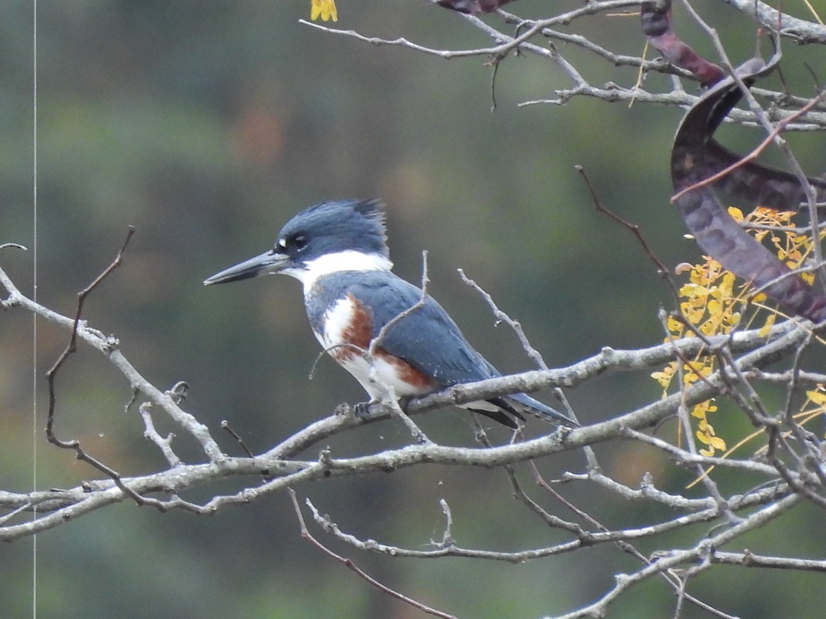 Belted Kingfisher - ML610475480