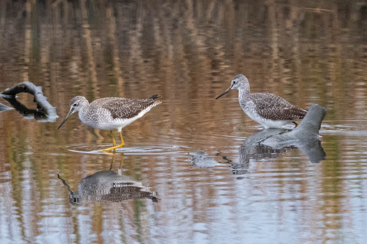 Greater Yellowlegs - ML610475482