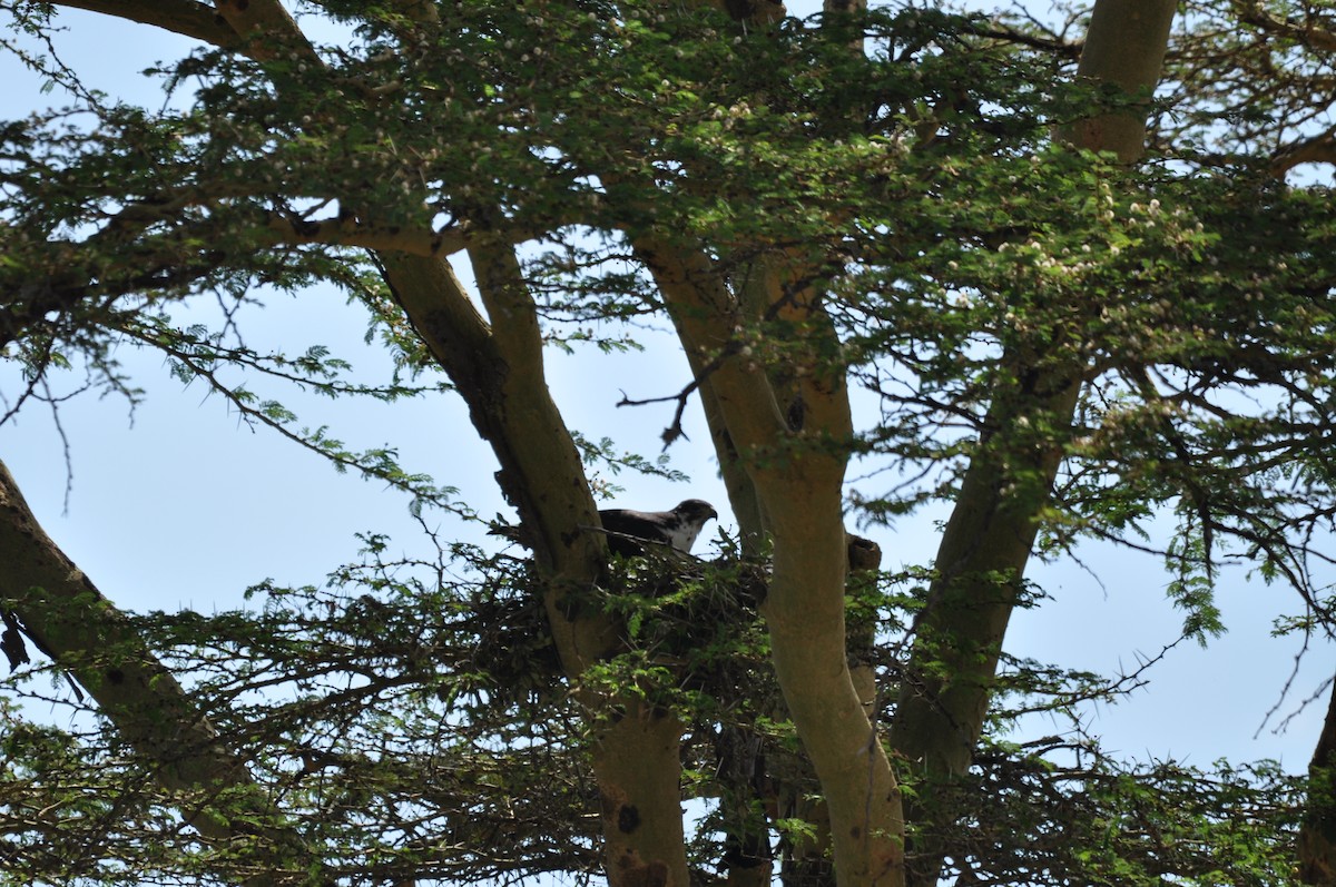 Augur Buzzard - ML610475539