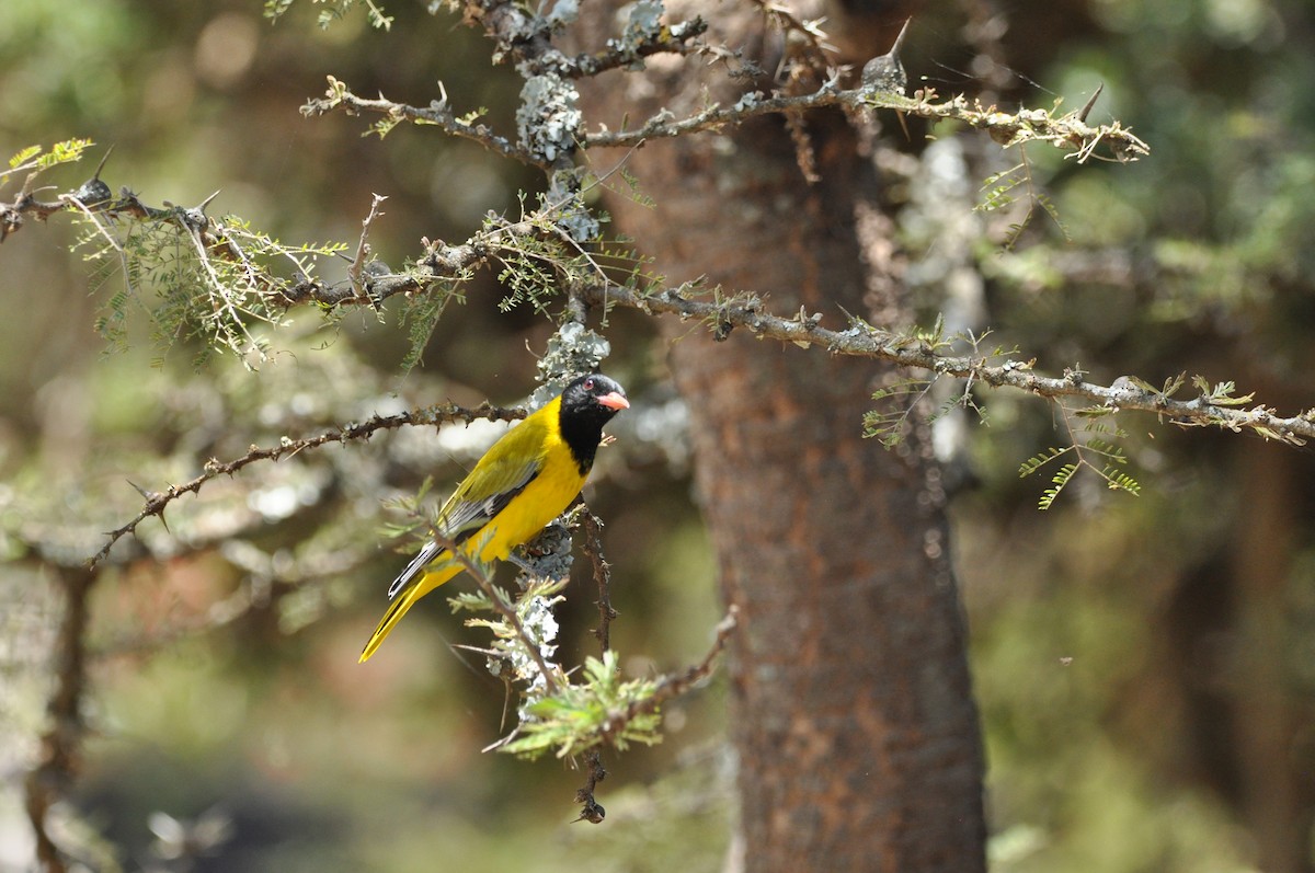 African Black-headed Oriole - Catie Welch