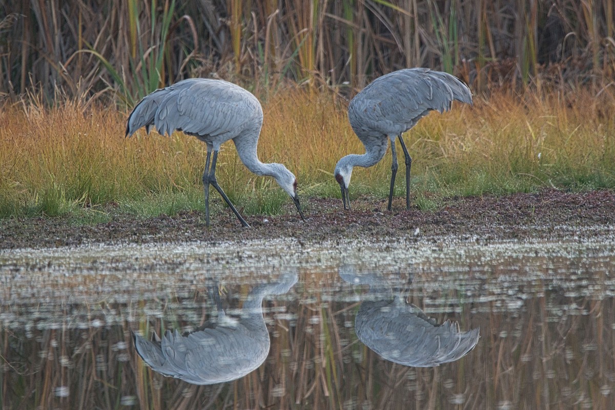 Grulla Canadiense - ML610475561