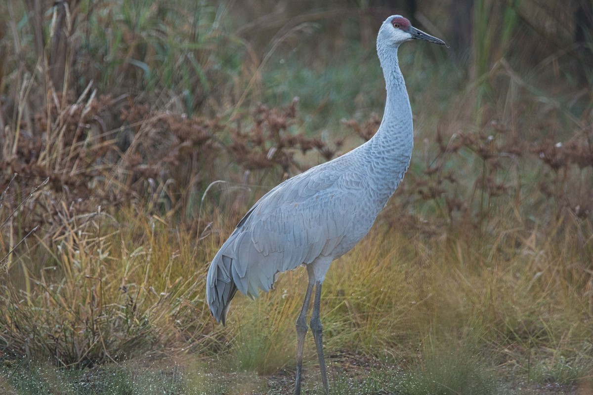 Sandhill Crane - ML610475562