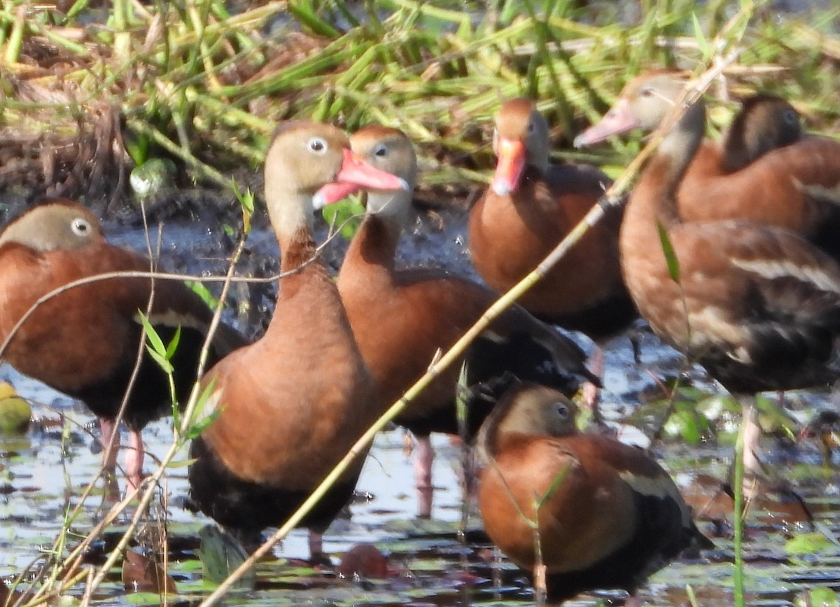 Black-bellied Whistling-Duck - ML610475576