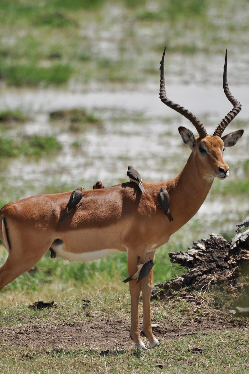 Yellow-billed Oxpecker - ML610475579