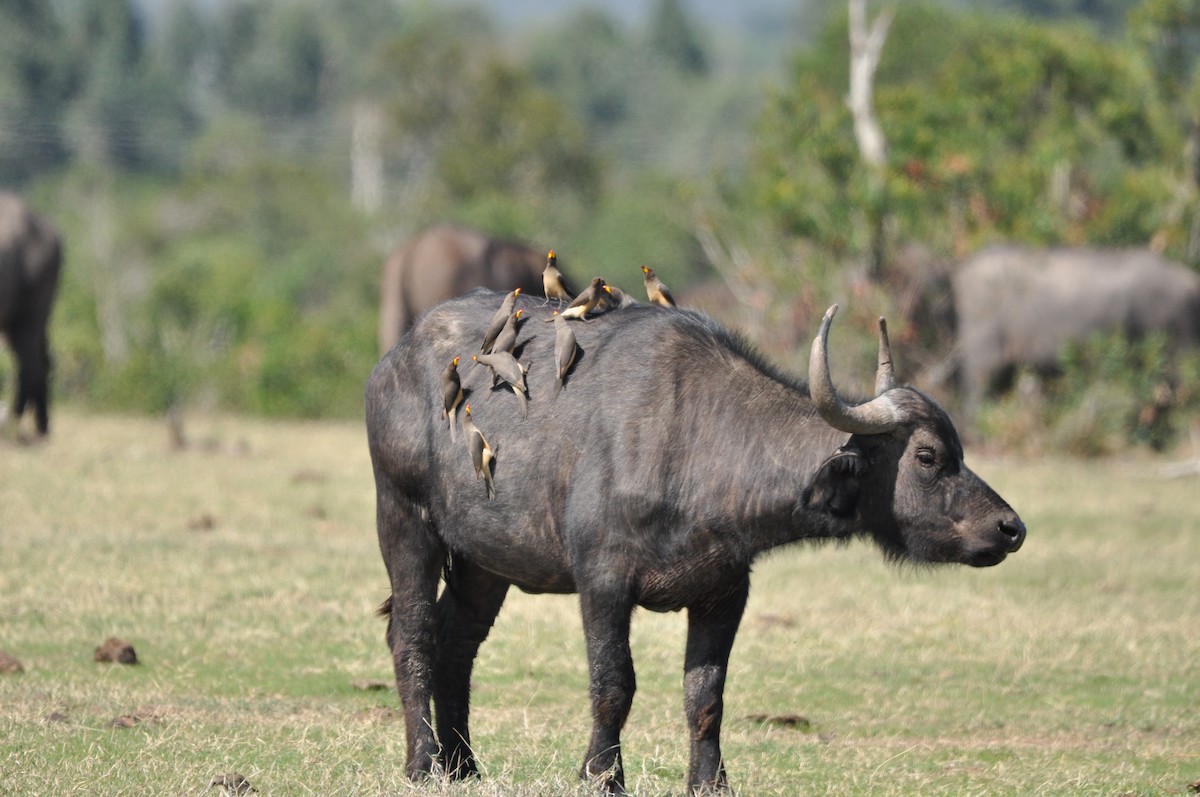 Yellow-billed Oxpecker - ML610475580