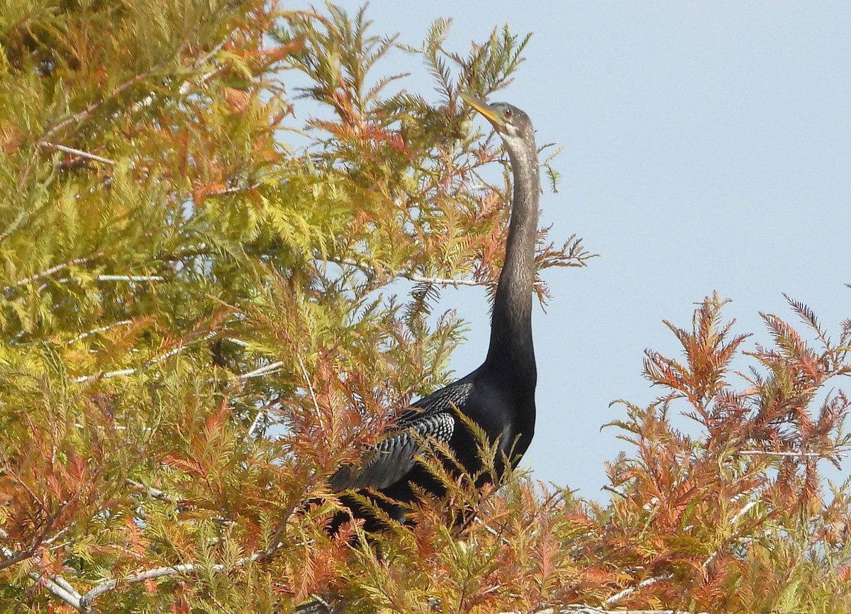 Amerika-Schlangenhalsvogel - ML610475585