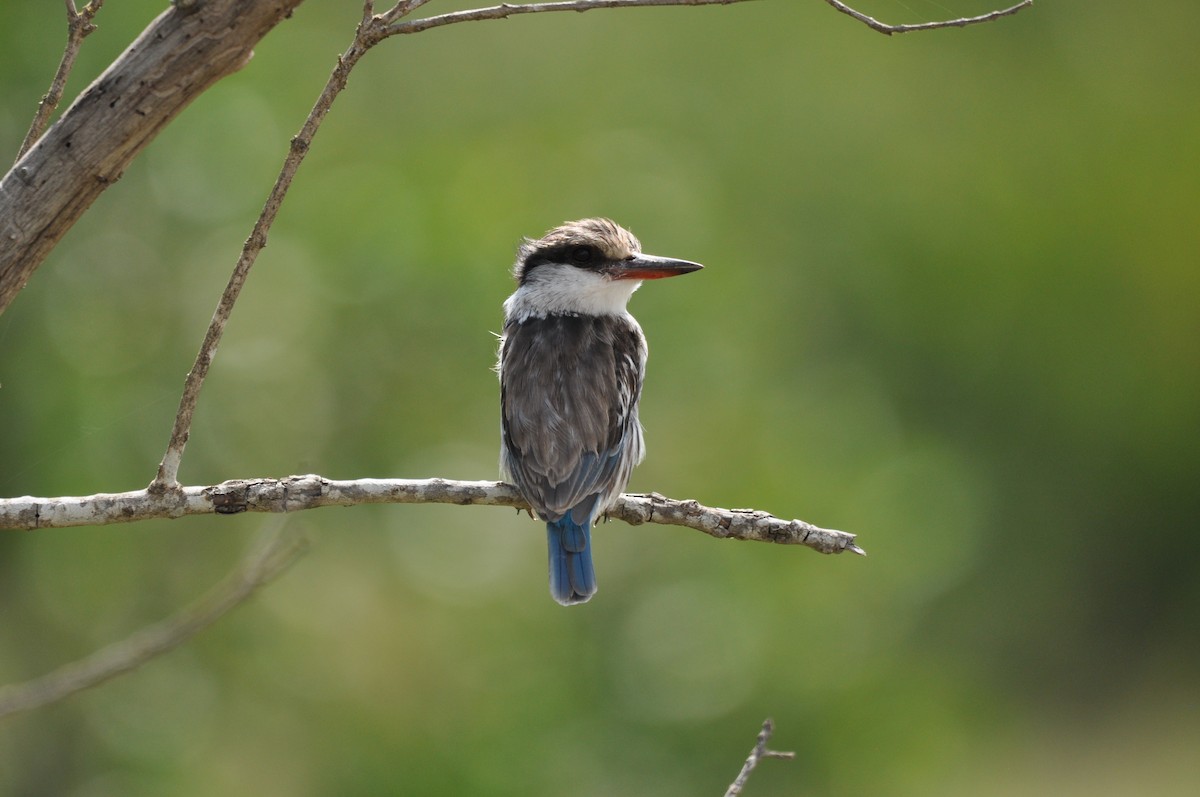 Striped Kingfisher - Catie Welch