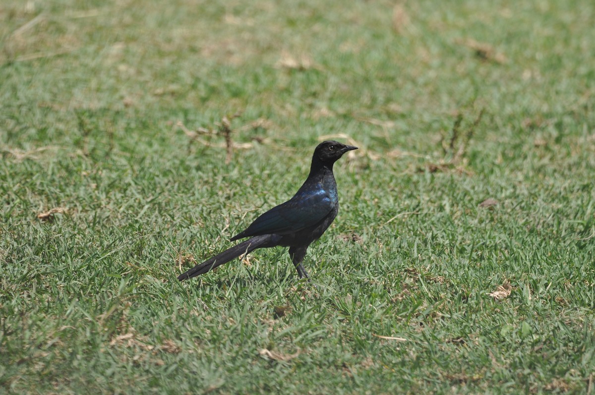 Rüppell's Starling - ML610475612