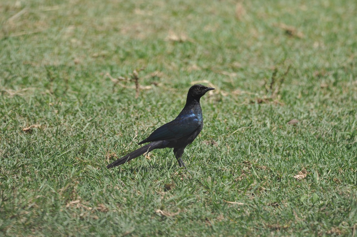 Rüppell's Starling - Catie Welch