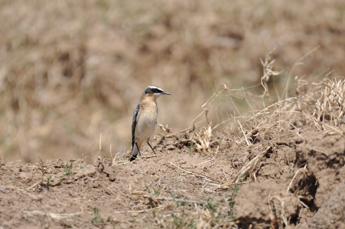 Northern Wheatear - ML610475616