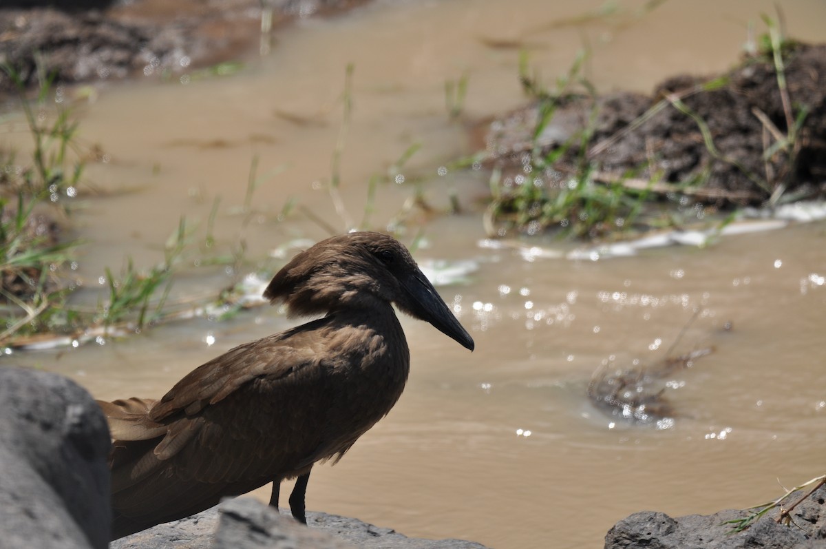 Hamerkop - ML610475639