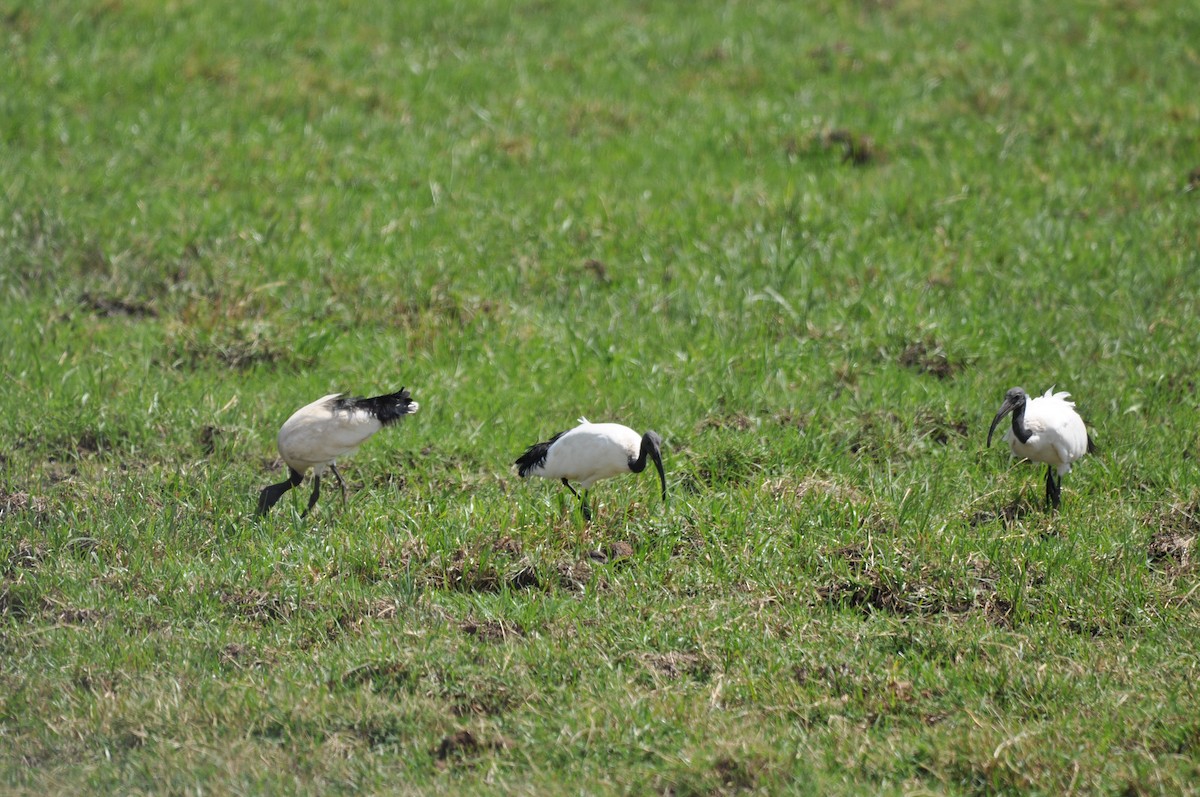 African Sacred Ibis - ML610475644