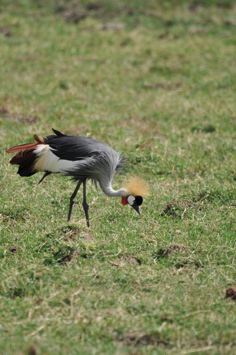 Gray Crowned-Crane - ML610475658