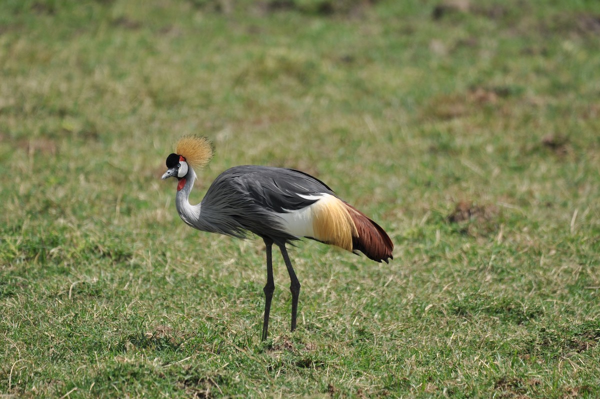 Gray Crowned-Crane - ML610475659