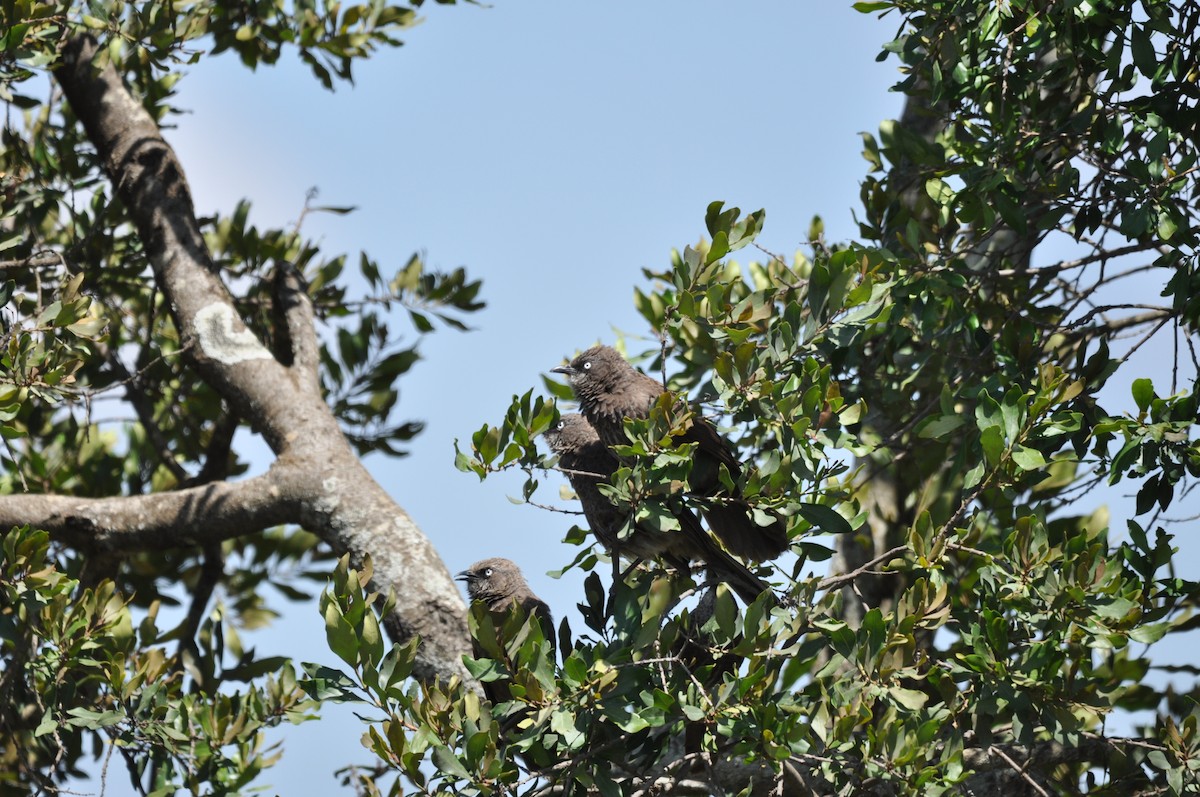 Black-lored Babbler - Catie Welch