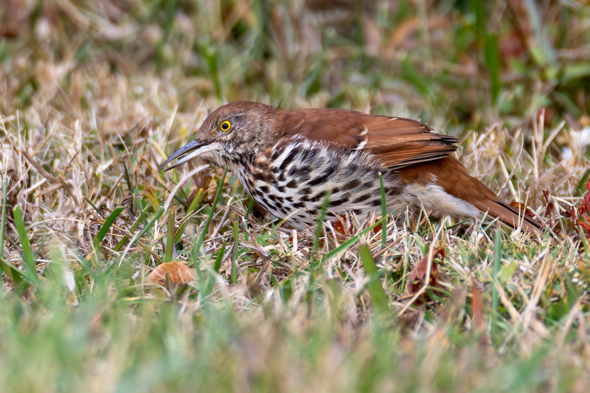 Brown Thrasher - James Davis