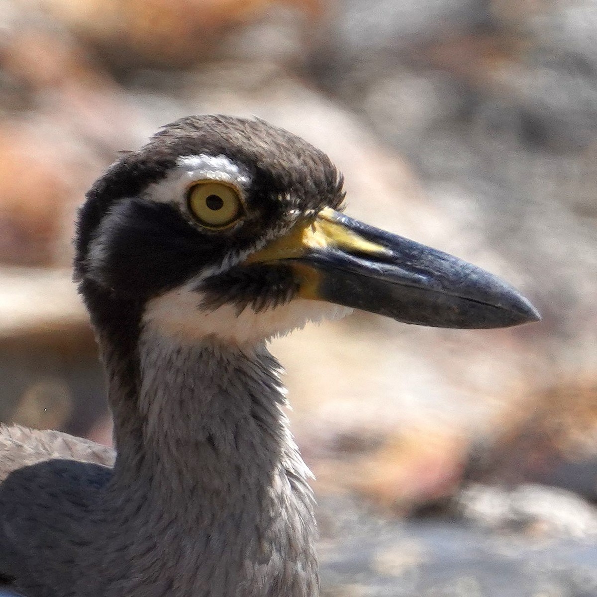 Beach Thick-knee - ML610475717