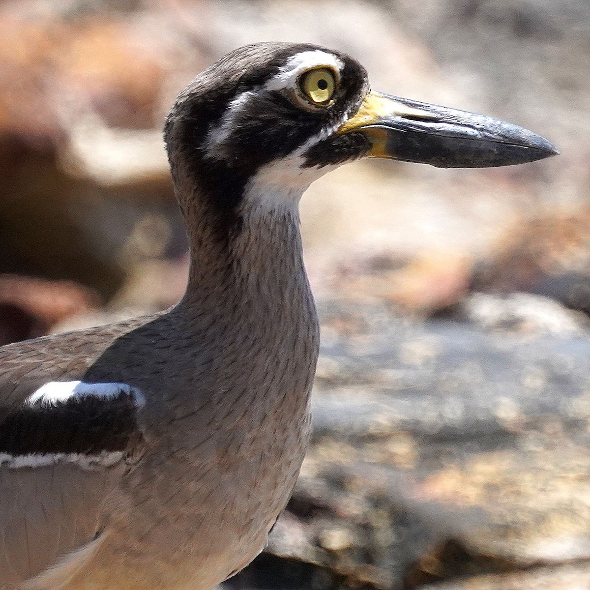 Beach Thick-knee - ML610475718