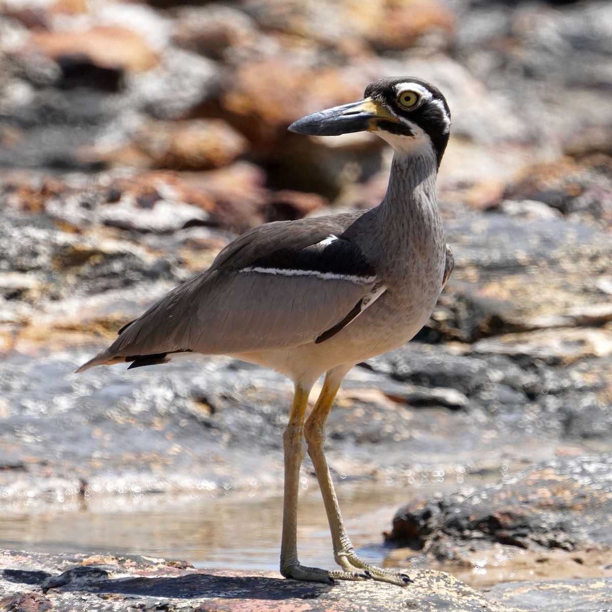 Beach Thick-knee - ML610475719