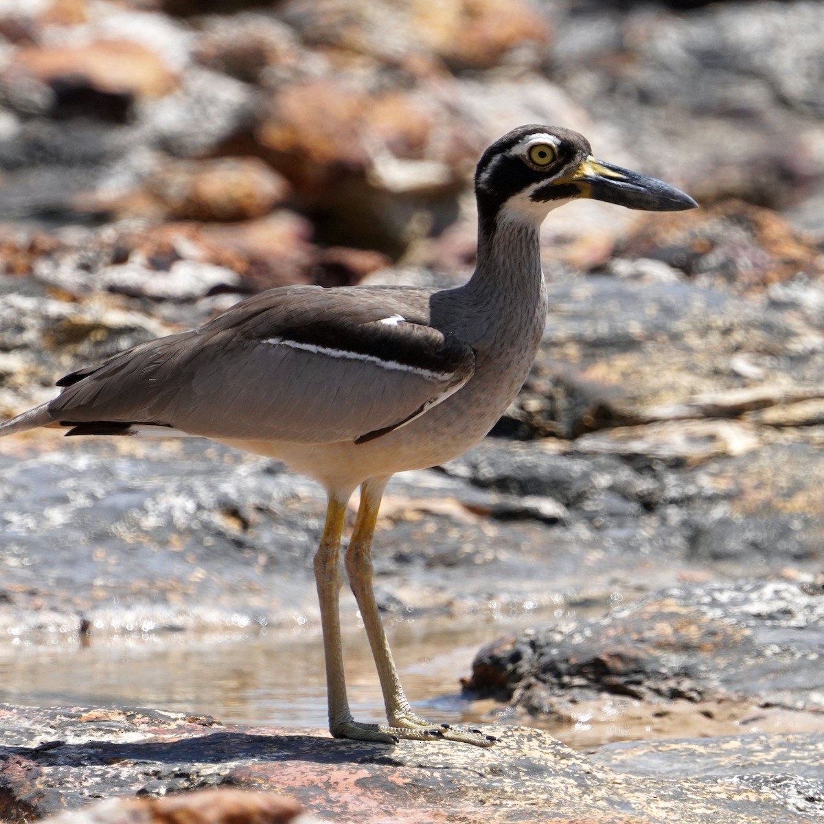 Beach Thick-knee - ML610475720