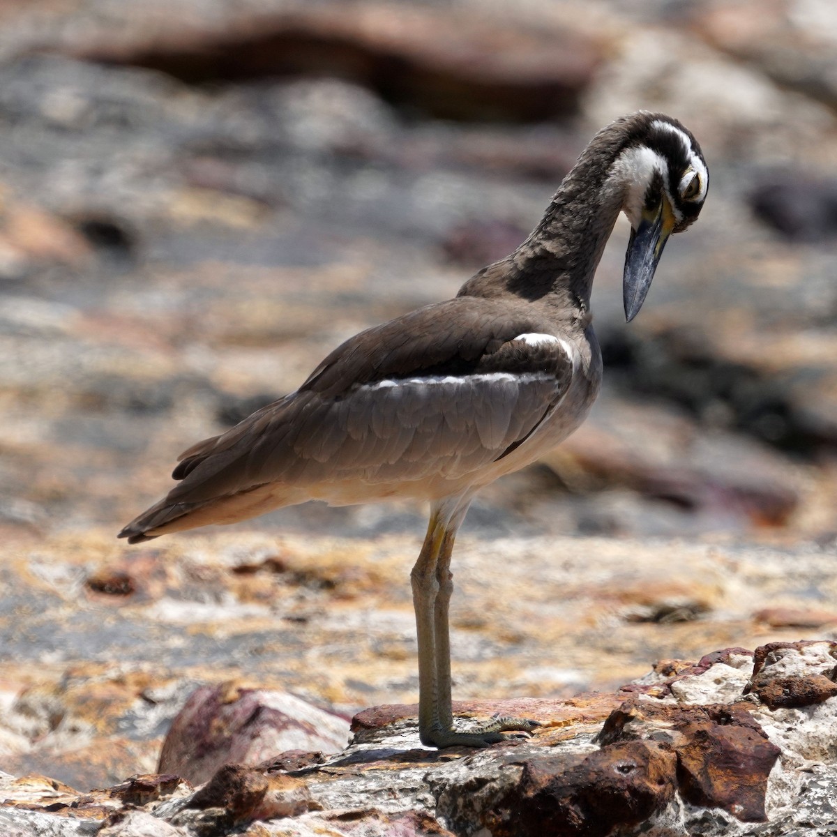 Beach Thick-knee - ML610475721