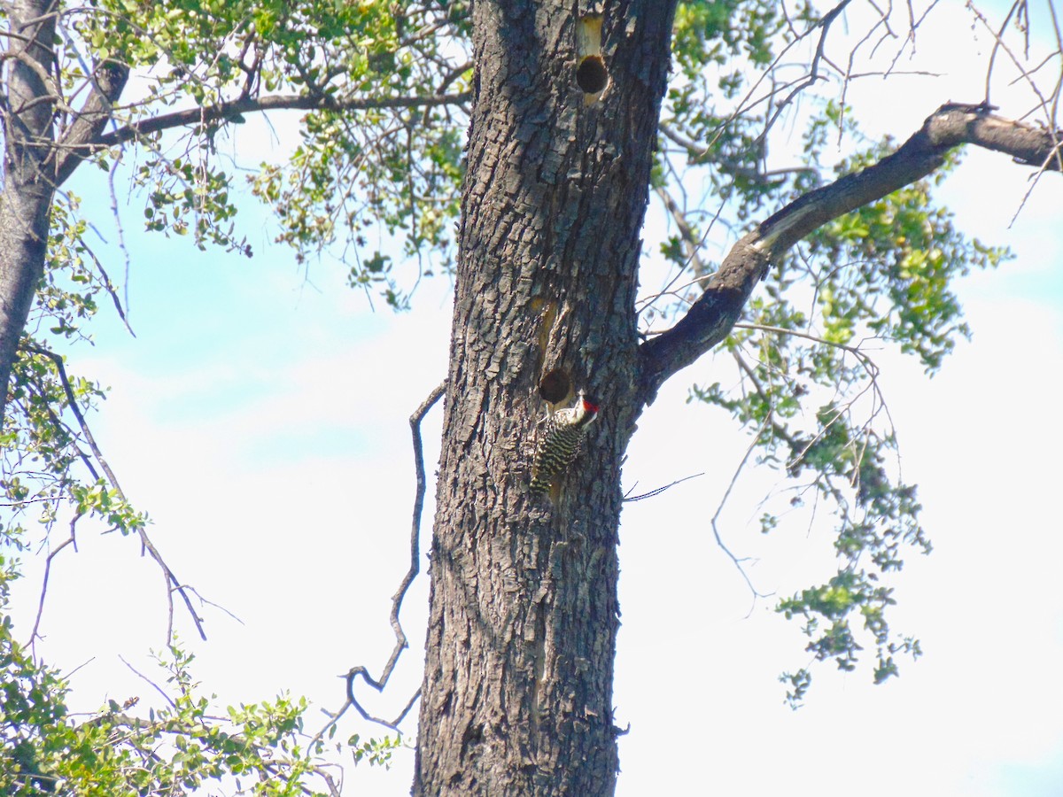 Striped Woodpecker - ML610475734