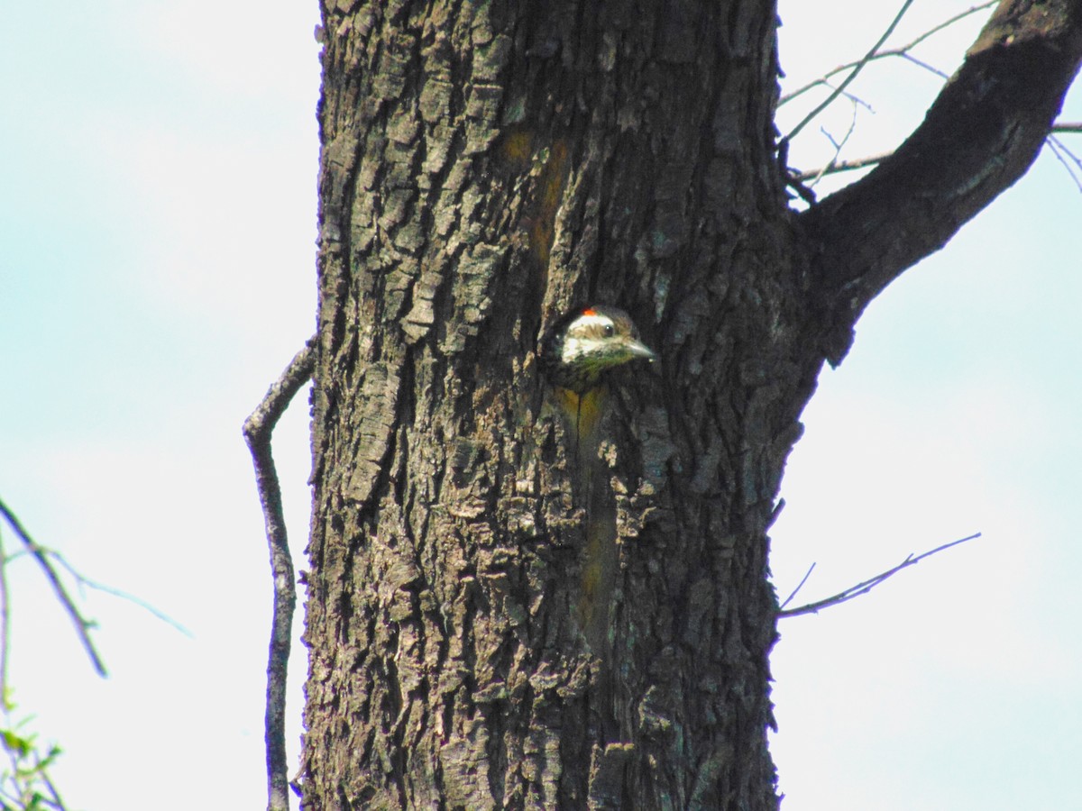 Striped Woodpecker - ML610475736