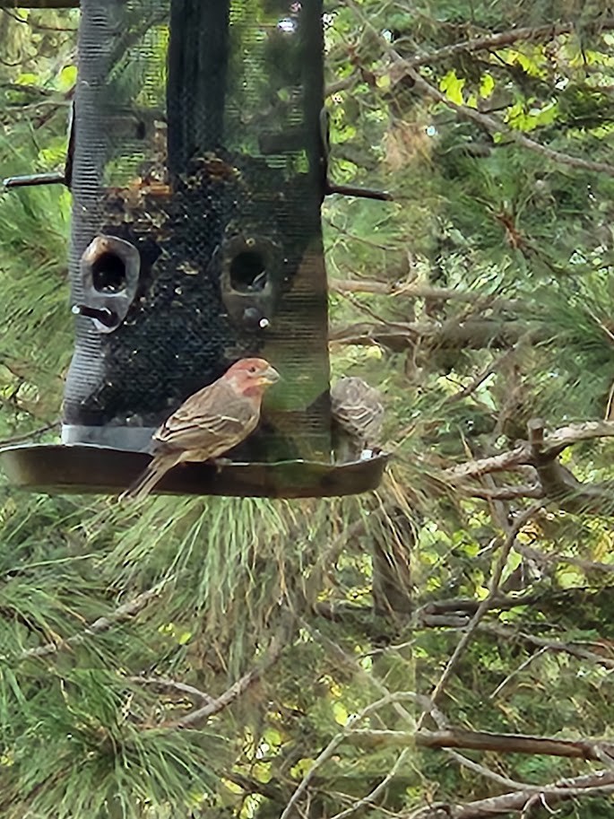 House Finch - ML610475773