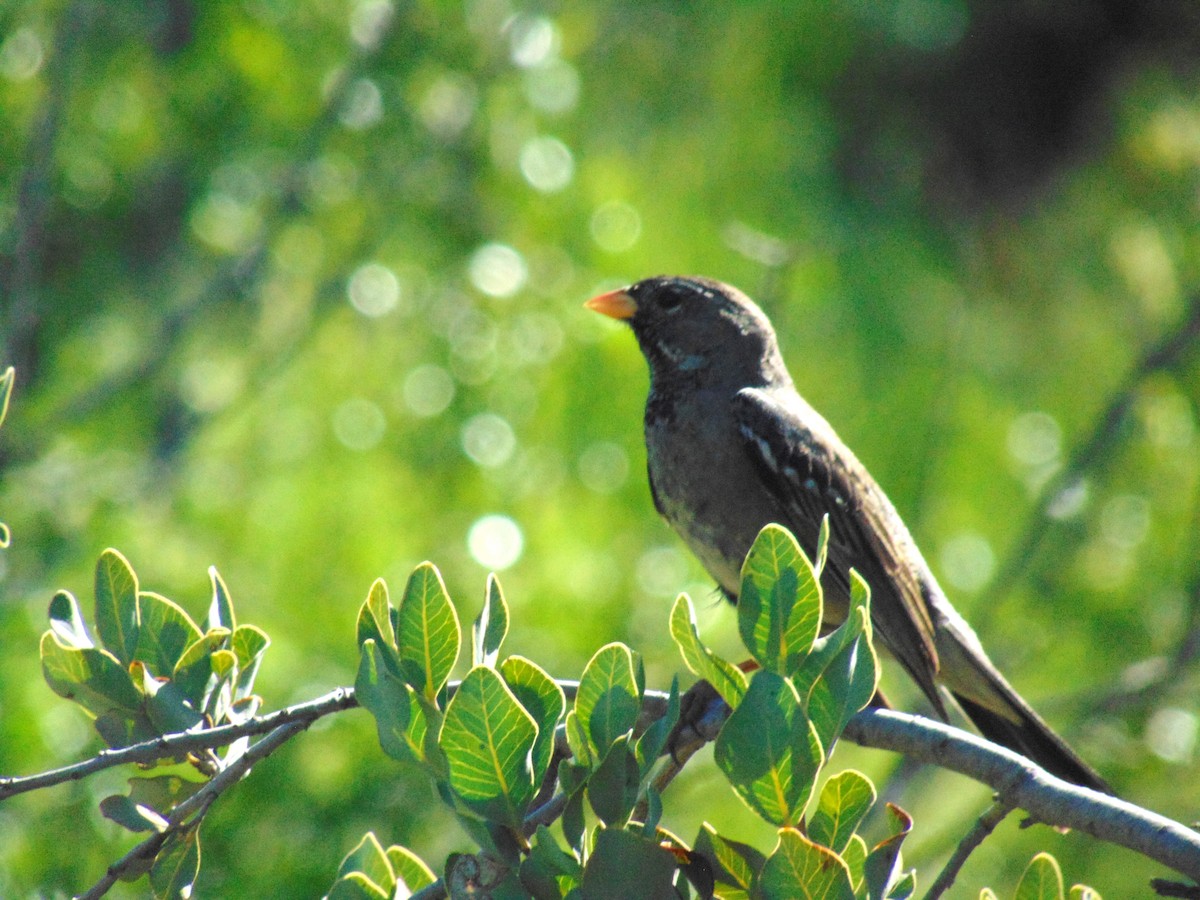 Mourning Sierra Finch - ML610475823