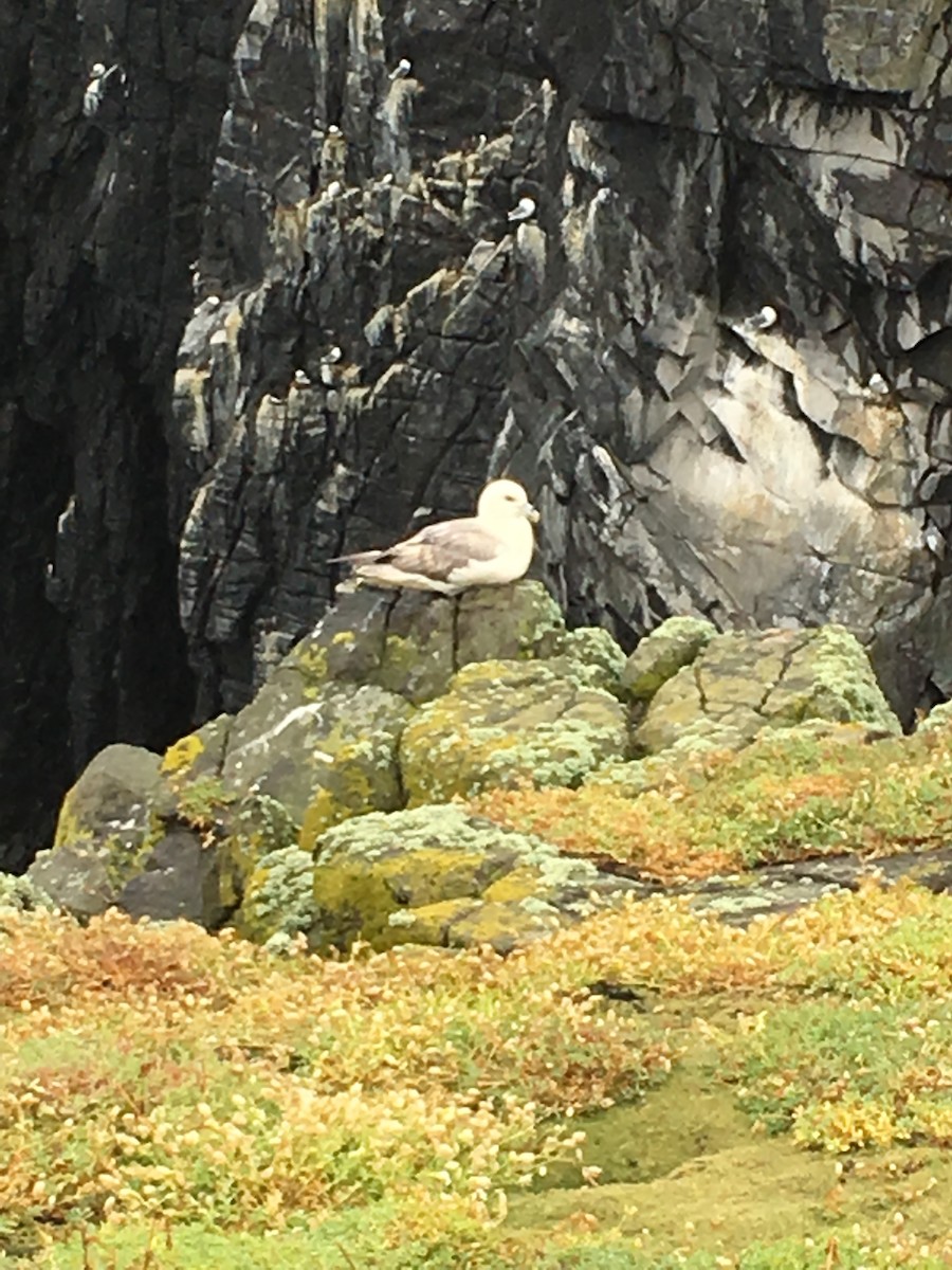 Northern Fulmar - Quentin Brown